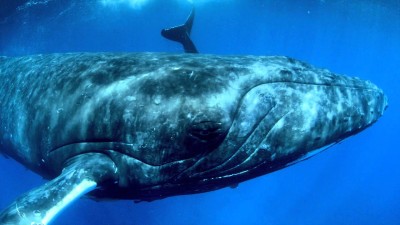 Humpback Whales 3D