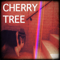  Cherry Tree