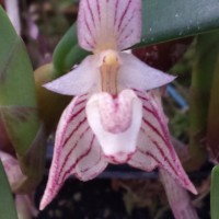 Gallery 1 - Tallahassee Orchid Society Show and Sale