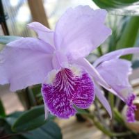 Tallahassee Orchid Society