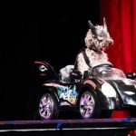 Gallery 3 - Olate Dogs - Winners of America's Got Talent