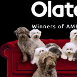 Gallery 4 - Olate Dogs - Winners of America's Got Talent