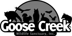 Call for Artists: Goose Creek Wildlife Sanctuary T-shirt Design