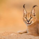 Tallahassee Museum Guest Animal--Caracals