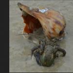 Hermit Crab Hangout - Carrabelle